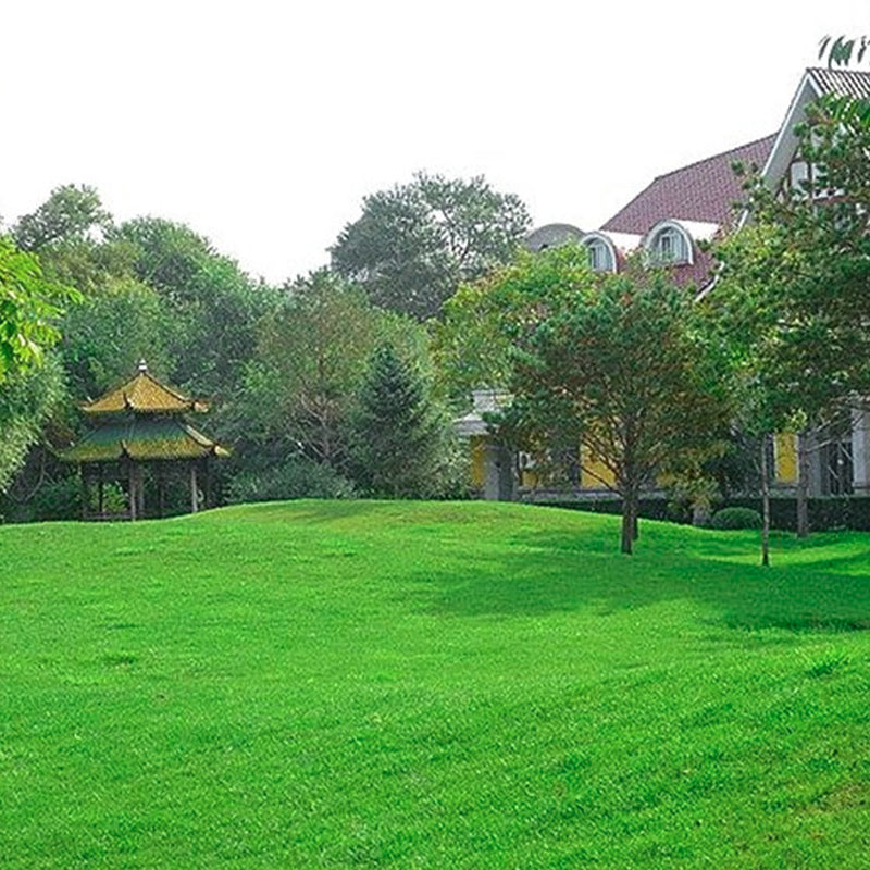🔥Grass Seeds for Lawn and Golf Course
