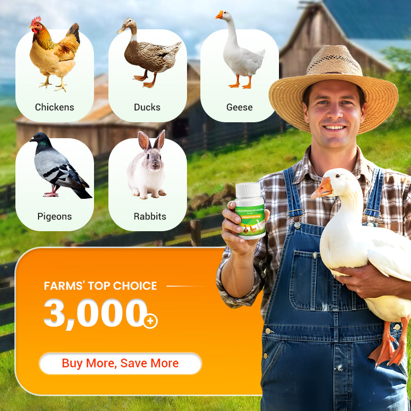 🔥Limited Hot Sale 50% OFF-💥Feed Additives for Poultry Farming