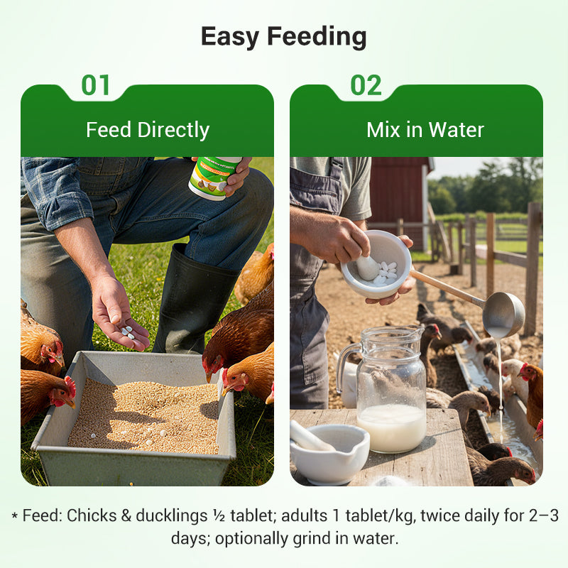 🔥Limited Hot Sale 50% OFF-💥Feed Additives for Poultry Farming