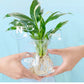 🔥Hot Sale 49% 0FF🔥Hydroponic Nutrient Solution For Plant Growth