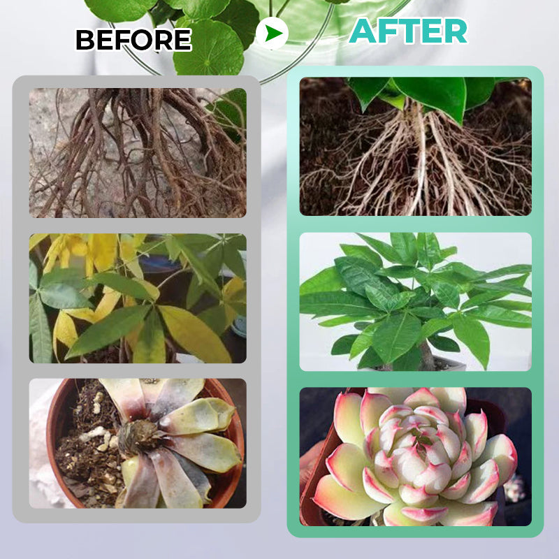 🔥Hot Sale 49% 0FF🔥Hydroponic Nutrient Solution For Plant Growth