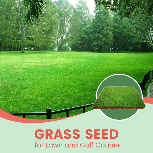 🔥Grass Seeds for Lawn and Golf Course