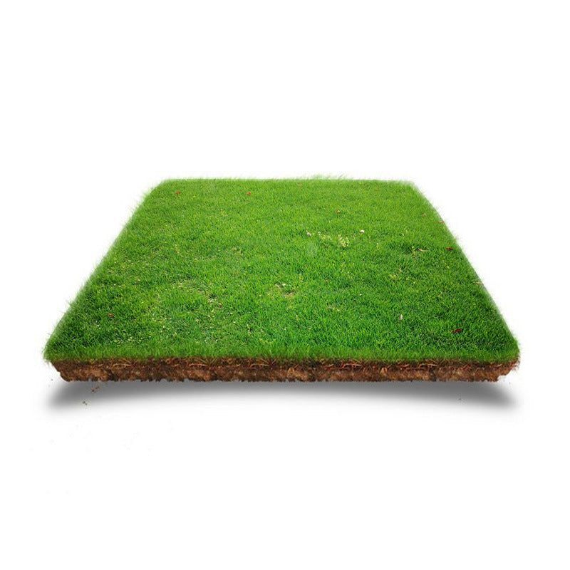 🔥Grass Seeds for Lawn and Golf Course