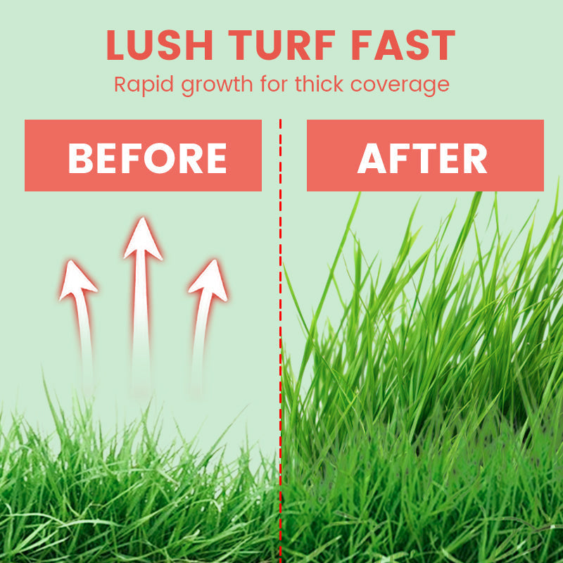 🔥Grass Seeds for Lawn and Golf Course