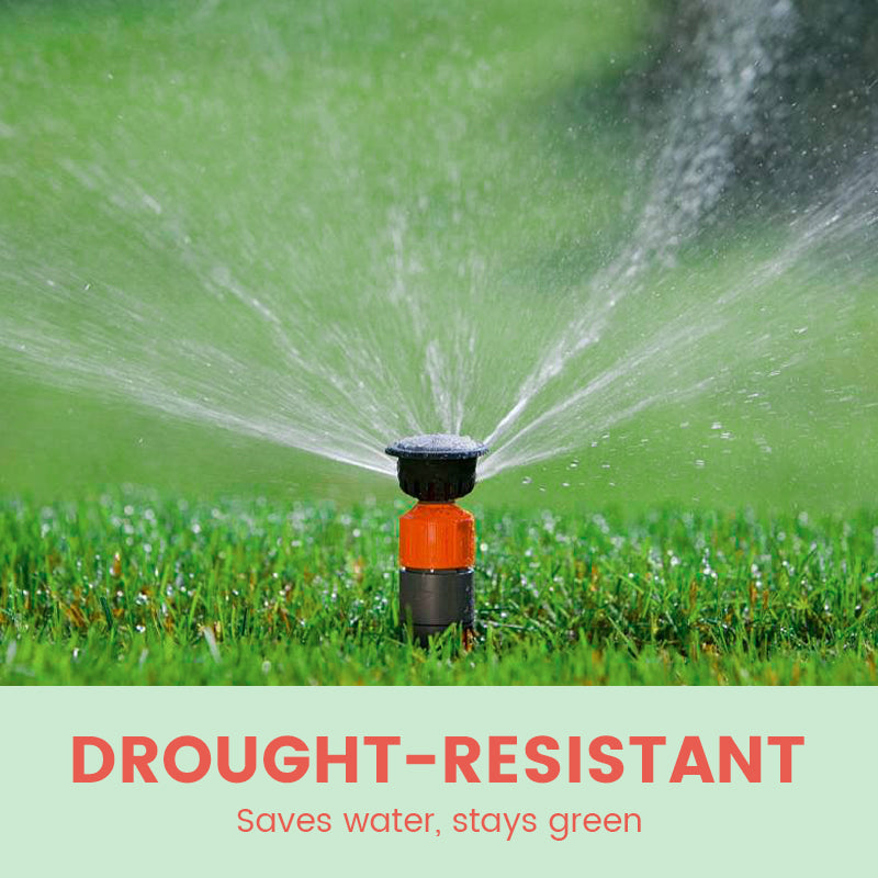 🔥Grass Seeds for Lawn and Golf Course