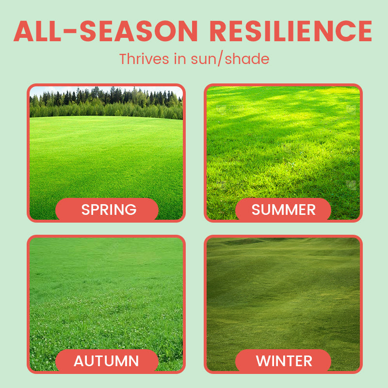 🔥Grass Seeds for Lawn and Golf Course