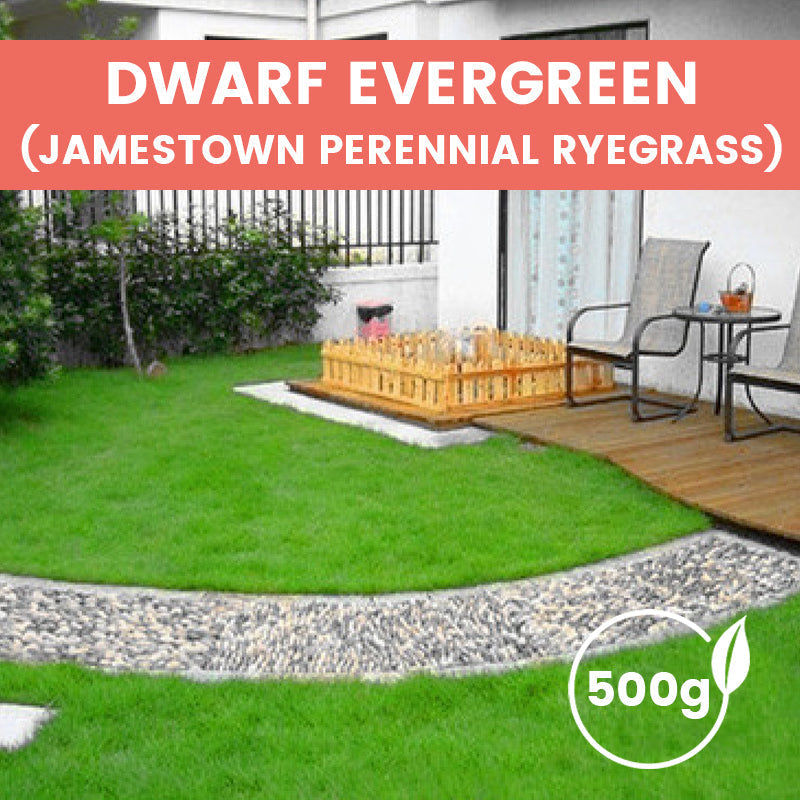 🔥Grass Seeds for Lawn and Golf Course