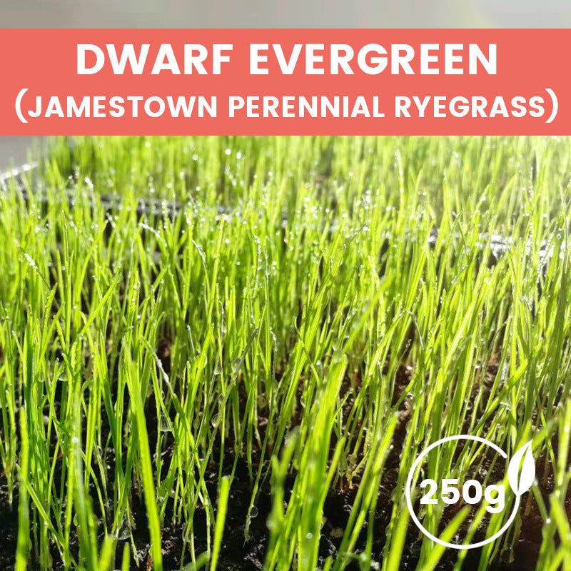 🔥Grass Seeds for Lawn and Golf Course