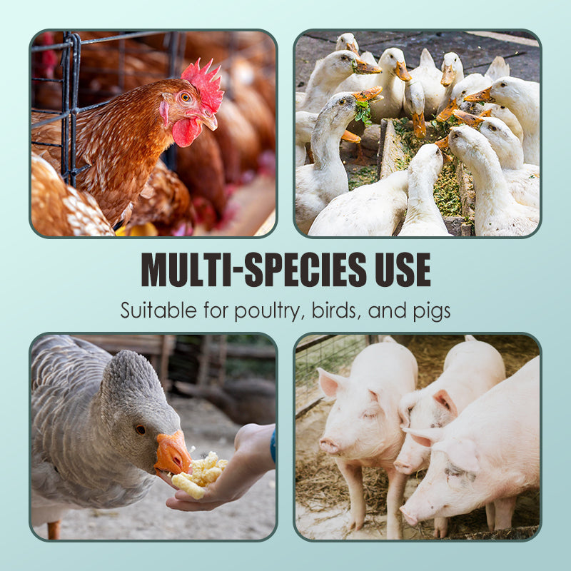 🔥200g Poultry Anti-Pecking Powder – Stop Feather Pulling & Cannibalism in Birds 🐔✨