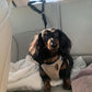 🔥New Hot Selling❤️‍🔥 2-in-1 Dog Car Seat Belt & Walking Leash