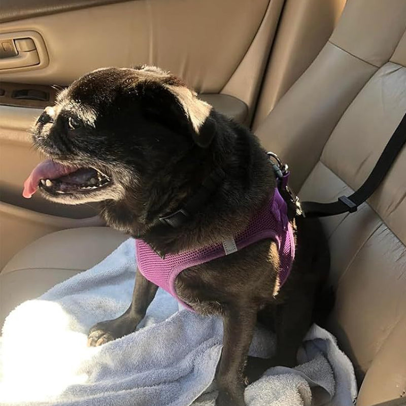 🔥New Hot Selling❤️‍🔥 2-in-1 Dog Car Seat Belt & Walking Leash